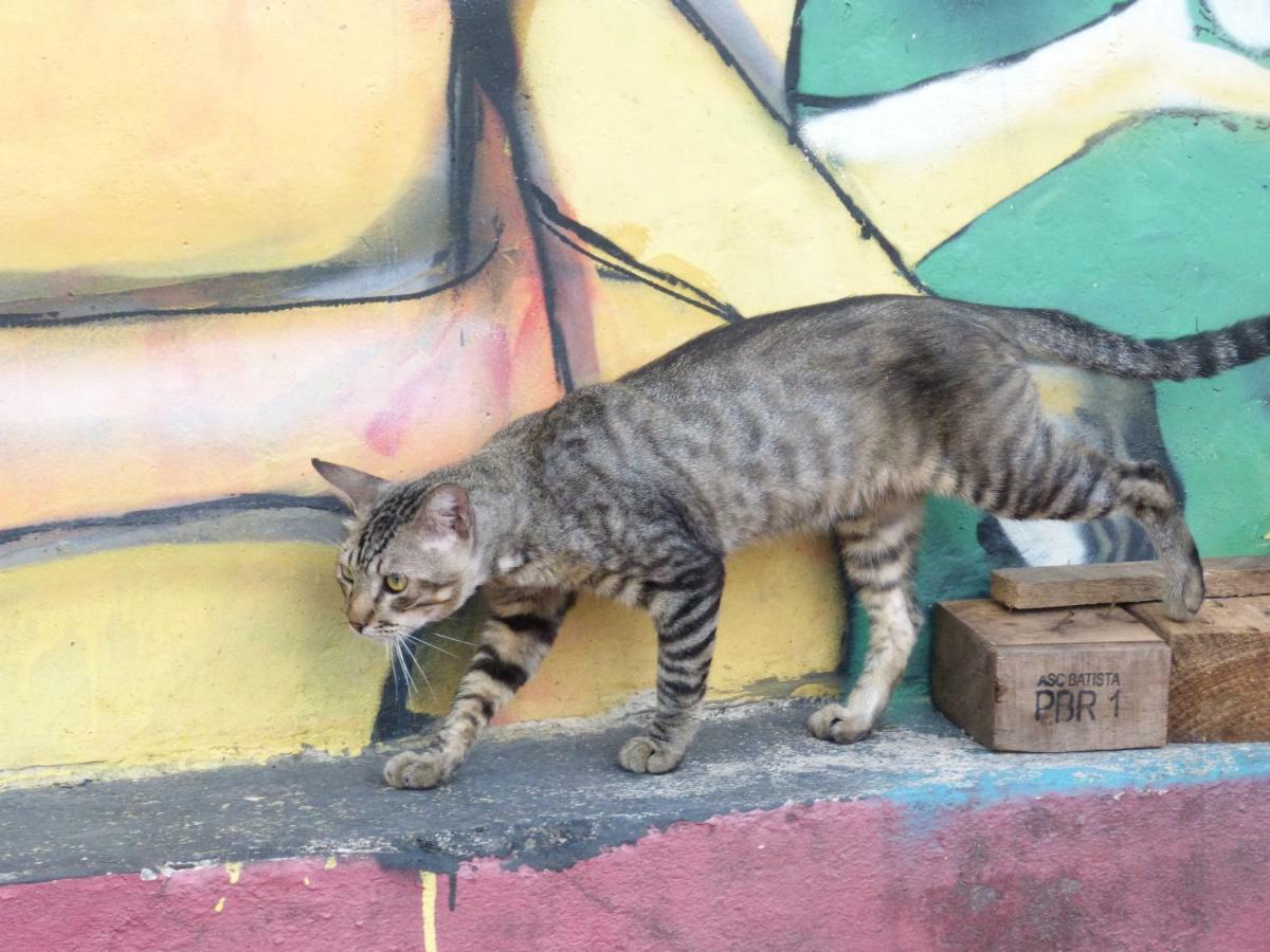 Jaguar Amazon Tours * Manaus